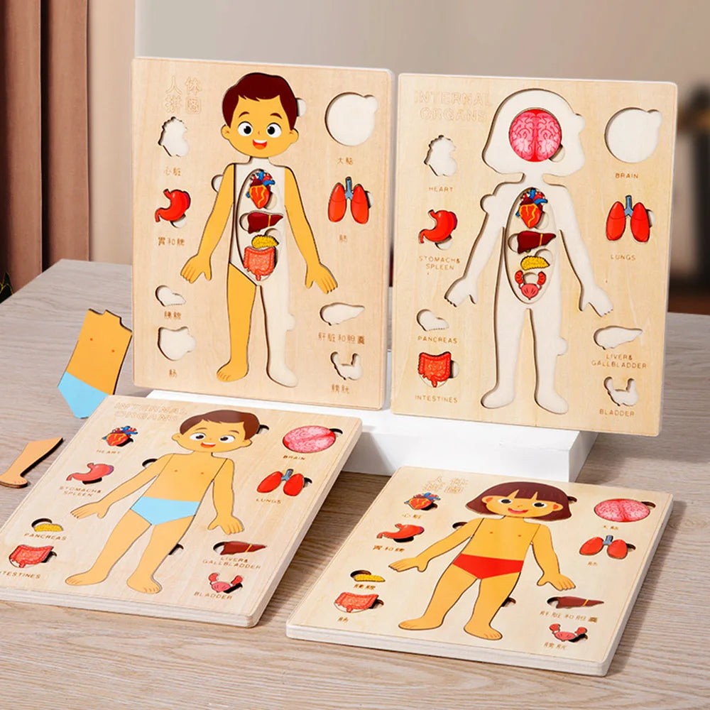 Rompecabezas del cuerpo humano Rompecabezas del cuerpo humano